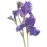 Blue Iris Print