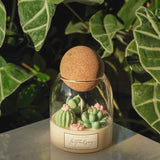 Odelia's Garden - Terrarium Candle