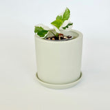 Sage Pot with Saucer