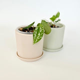 Tan Pot with Saucer