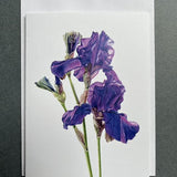 Blue Iris Greeting Card