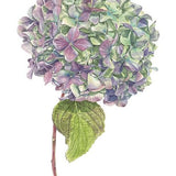 Green Hydrangea Print