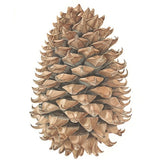 Pine Cone Print