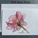 Pink Rose Greeting Card