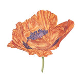 Poppy II Papaver orientale ‘Fire King Greeting Card